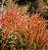 Palito de fogo - Euphorbia tirucalli 'Sticks on Fire' - Imagem 2