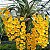Dendrobium Aggregatum - Imagem 2