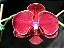 Phalaenopsis Taida Salu - Imagem 1
