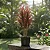 Dracena Colorama - Imagem 4