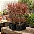 Dracena Colorama - Imagem 5