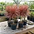 Dracena Colorama - Imagem 1