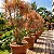 Dracena Colorama - Imagem 3