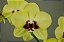 Phalaenopsis Tying Shin Melody - Imagem 1