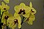 Phalaenopsis Tying Shin Melody - Imagem 2