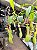 Planta Carnívora Nepenthes - Imagem 3