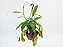 Nepenthes (Muda Maior) - Imagem 1