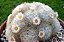 Cacto Mammillaria Plumosa - Imagem 7