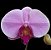 Phalaenopsis Shu Long Pink Lady (PREMIUM) - Imagem 1