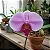 Phalaenopsis Shu Long Pink Lady (PREMIUM) - Imagem 1