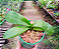 Phalaenopsis Lianher Milkfish - Imagem 2