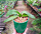 Phalaenopsis Gem Stripes - Imagem 3