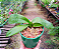 Phalaenopsis Gem Stripes - Imagem 4