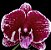 Phalaenopsis Coloris - Imagem 1