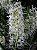 Dendrobium Wassellii ou Dockrillia Wassellii (Leque) - Imagem 2
