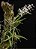 Dendrobium Wassellii ou Dockrillia Wassellii (Leque) - Imagem 3