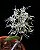 Dendrobium Wassellii ou Dockrillia Wassellii (Leque) - Imagem 1