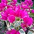 Primavera Variegata Pink - Bougainvillea Pink - Imagem 10