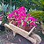 Primavera Variegata Pink - Bougainvillea Pink - Imagem 7