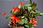 Cattleya cernua ou Sophronitis cernua - Imagem 4