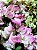 Primavera Bicolor ou Mesclada (Rosa/Branca) - Imagem 8