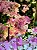 Primavera Bicolor ou Mesclada (Rosa/Branca) - Imagem 4