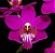 Phalaenopsis Pulcherrima - Imagem 1