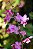 Phalaenopsis Pulcherrima - Imagem 3