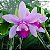 Orquídea Cattleya Intermedia var. Orlata - Imagem 2