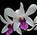 Dendrobium Madame Vipa - Imagem 1