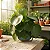 Peperomia Polybotrya Raindrop - Imagem 4