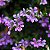 Erica Roxa - Cuphea gracilis - Imagem 2