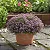 Erica Rosa - Cuphea gracilis - Imagem 3