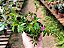Erica Rosa - Cuphea gracilis - Imagem 8