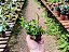 Erica Rosa - Cuphea gracilis - Imagem 9