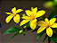 Jasmim Amarelo - Jasminum mesnyi - Imagem 3