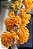 Dendrobium Bullenianum (Adulta) - Imagem 5