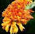Dendrobium Bullenianum (Adulta) - Imagem 7