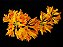 Dendrobium Bullenianum (Adulta) - Imagem 3