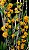 Dendrobium Bullenianum (Adulta) - Imagem 4