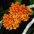 Dendrobium Bullenianum (Adulta) - Imagem 6
