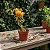 Primavera Variegata Laranja - Bougainvillea Laranja - Imagem 5