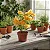 Primavera Variegata Laranja - Bougainvillea Laranja - Imagem 3
