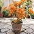 Primavera Variegata Laranja - Bougainvillea Laranja - Imagem 1