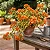 Primavera Variegata Laranja - Bougainvillea Laranja - Imagem 2