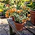 Primavera Variegata Laranja - Bougainvillea Laranja - Imagem 4