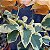 Primavera Variegata Laranja - Bougainvillea Laranja - Imagem 4