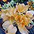 Primavera Variegata Laranja - Bougainvillea Laranja - Imagem 7