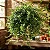 Columéia Batom - Aeschynanthus radicans - Imagem 4