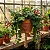 Columéia Batom - Aeschynanthus radicans - Imagem 1